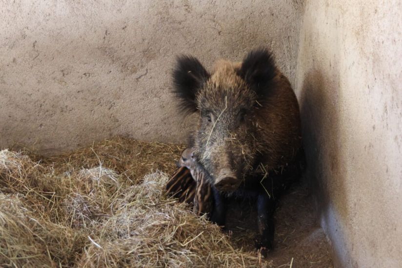 O Parque Ecológico de Gouveia conta com novos companheiros selvagens