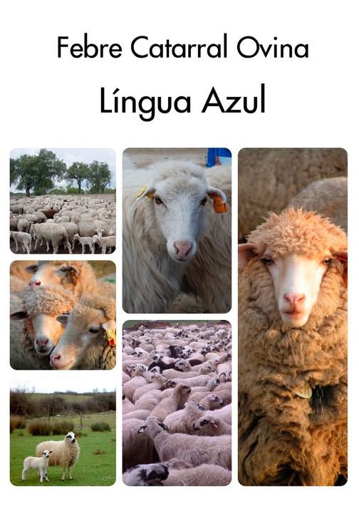 Infeção por Vírus da Língua Azul | Informação aos Produtores de Ovinos do Concelho de Gouveia